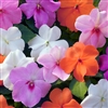 Impatiens Xtreme Pastel Mix