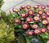 Bellis Peren.Speedstar Rose Pellets