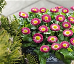 Bellis Peren.Speedstar Rose_disc