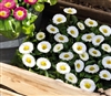 Bellis Peren.Speedstar White Pellets