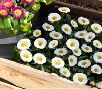 Bellis Peren.Speedstar White Pellets