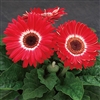 Gerbera Royal Prince Red Bicol_disc