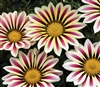 Gazania Big Kiss White Flame