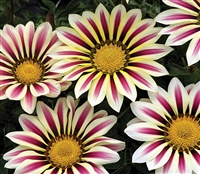 Gazania Big Kiss White Flame