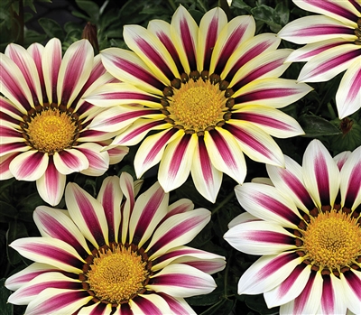 Gazania Big Kiss White Flame