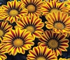 Gazania Big Kiss Yellow Flame