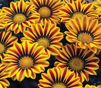 Gazania Big Kiss Yellow Flame