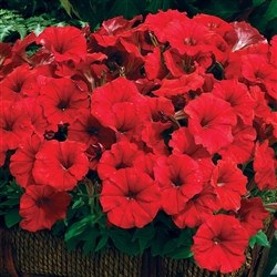 Petunia Picobello Red Pellets