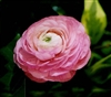 Ranunculus Friandine Dp Rose