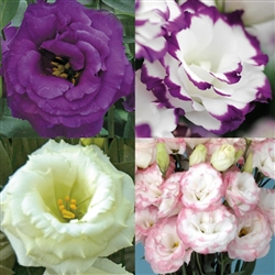 Lisianthus Gem Mix Pellets