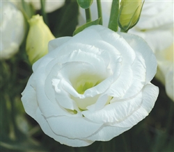 Lisianthus Gem White Pellets_disc