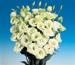 Lisianthus Helix Lime Pellets_disc