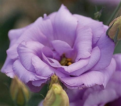 Lisianthus Mariachi Blue Pellets_disc