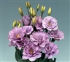 Lisianthus Mariachi Lavender Pellets_disc