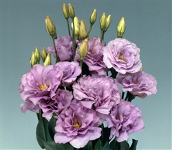 Lisianthus Mariachi Lavender Pellets_disc