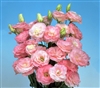 Lisianthus Mariachi Misty Pink Pellets_disc