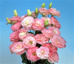 Lisianthus Mariachi Misty Pink Pellets_disc