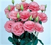 Lisianthus Mariachi Pink Pellets_disc