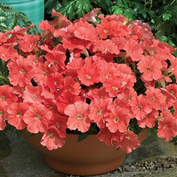 Petunia Picobello Salmon Pelle