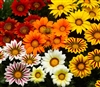 Gazania Big Kiss Mix