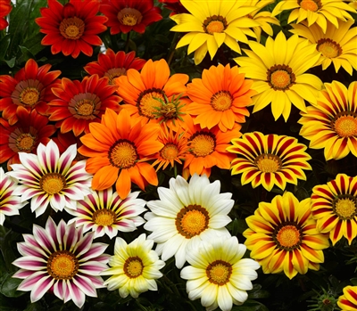 Gazania Big Kiss Mix