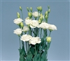 Lisianthus Mariachi White Pellets_disc