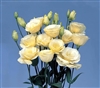 Lisianthus Mariachi Yellow Pellets_disc