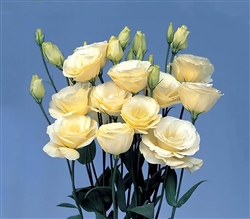 Lisianthus Mariachi Yellow Pellets_disc