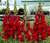 Antirrhinum Opus Red III/IV