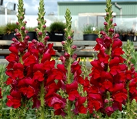 Antirrhinum Opus Red III/IV