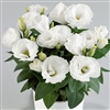 Lisianthus Rosie White Pellets