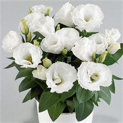 Lisianthus Rosie White Pellets