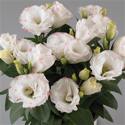Lisianthus Rosie Rose Pic Pellets
