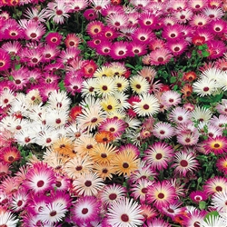 Livingstone Daisy Magic Carpet