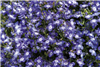 Lobelia Aqua Blue/Eye Pellets