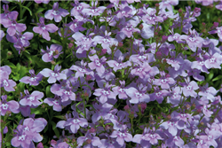 Lobelia Aqua Lavender Pellets