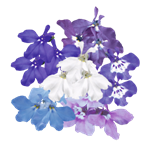 Lobelia Aqua Mix Pellets