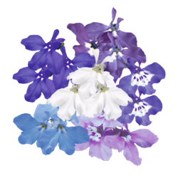 Lobelia Aqua Mix Pellets