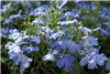 Lobelia Aqua Sky Blue Pellets