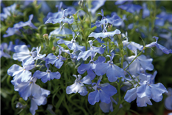 Lobelia Aqua Sky Blue Pellets