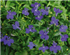 Lobelia Aqua Violet Pellets