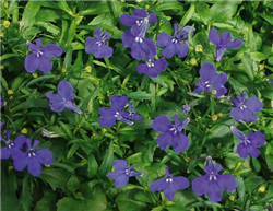 Lobelia Aqua Violet Pellets