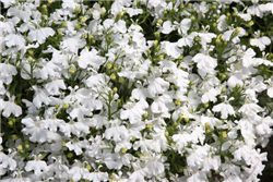 Lobelia Aqua White Pellets