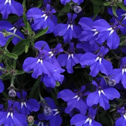 Lobelia Aqua Dk Sky Pellets