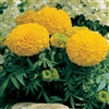 Marigold Antigua Gold -Coat