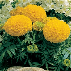 Marigold Antigua Gold -Coat