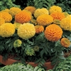 Marigold Antigua Mix -Coat