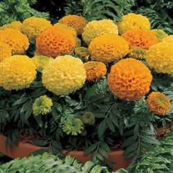 Marigold Antigua Mix -Coat