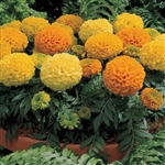 Marigold Antigua Mix -Det