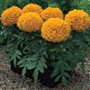 Marigold Antigua Orange -Coat